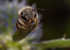 Osmia leaiana (f)