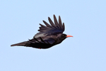 Chough portfolio