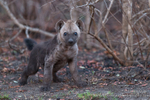 Hyena pup on burnt ground
