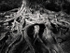 Pine Roots