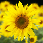 Follow the Sun