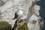 Kittiwake