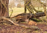 Stags in Tatton Park-1a