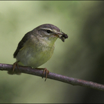 Willow Warbler