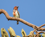 Vieillot's Barbet.