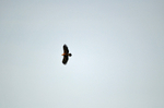 Lesser Spotted Eagle