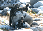 6325 Trio of Marine Iguanas