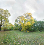 October 2019 - Arnold Arboretum, Boston - Title: Tree Play