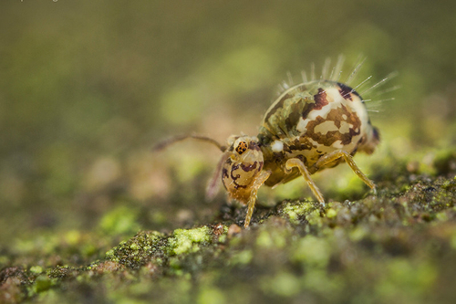 Springtail [i]Calvatomina nr. superba[/i] on a headstone in a churchyard. Staffordshire, January 2016.