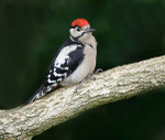 Great Spotted Woodpecker Juvenile