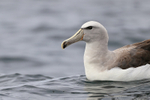 Salvin's Albatross (adult) close view, Pacific Ocean, Chile