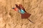 Carmine Bee-eater