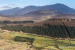 Crocknafeola Wood - Mourne Mountains
