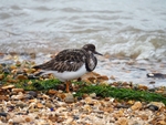 Turnstone