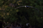Anhinga (male) in flight approaching, Venice Rookery, Florida