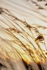 Sea Grass in Wind