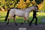 661-MYSHALL.ROBBY-Poppy.Turriff-TrotUp+SJ portfolio