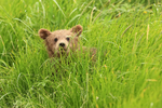 Brown Bear cub peers out from grass, Silver Salmon Creek, Alaska