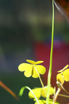 Flowers 15 - 14