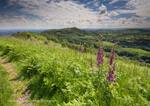 Foxgloves and Ferns