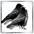 Crows