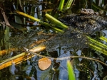 Grass Snake