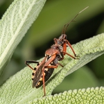 Assassin Bug (Rhinocoris iracundus)