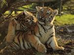 Two Amur Tiger cubs play-fighting at the Big Cat Sanctuary