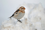Snow Bunting