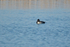 Ring-necked Duck
