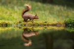Red Squirrel