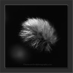 Cotton Grass