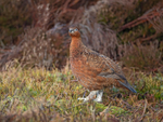 Red Grouse (F) - Lagopus lagopus