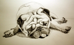 Pug Ugly
