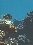 Entre corais / Coral reflections