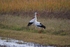 White Storks