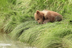 Brown Bear cub lying down eating grass, Silver Salmon Creek, Alaska