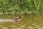 Common Merganser chick, Johnson River, Lake Clark NP, Alaska