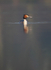 GREAT CRESTED GREBES ref Grebe 11