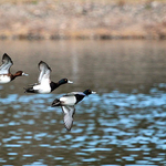 Greater Scaup in Flight