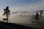 Away from the crowd - Trees on a misty morning at Tarn Hows