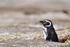 Sleepy Magellanic Penguin outside burrow, Volunteer Point, Falklands