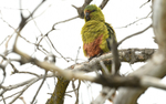 Austral Parakeet