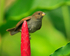 Lesser Antillean Bullfinch (female), Fond Doux Plantation, St Lucia