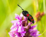 20150705-3K8A8993
