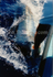 1000lb Blue Marlin - Maderia.