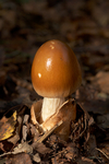 Tawny Grisette 1