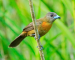 Cherrie's Tanager (female), Costa Rica