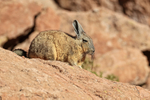 Side profile of Viscacha, Chile