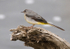 Grey Wagtail